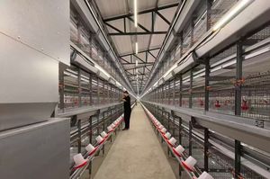 Gabbia Automatica per Polli in Acciaio Tipo H, Nuova Zincatura a Caldo, Controllo Accurato della Temperatura, Lunga Durata per Allevamento di Polli - Product Image 3