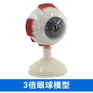 Instrumento de enseñanza de ciencias biológicas personalizado para el modelo estructural ocular de anatomía de Qinghua 3x y 6x. - Product Image 4