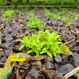 デンドロビウムエキス生薬原料デンドロビウムオフィシナーレエキス粉末 - Product Image 2