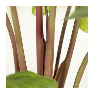 Haute Qualité Vente Chaude Artificielle Arum Arbre Maison Intérieur Extérieur Décoration Vert Arum Plante Arbre - Product Image 5