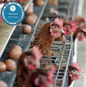 Malla de Alambre Soldada para Aves de Corral, Equipo Avícola de Madagascar Guinea, de Fábrica en Guangzhou, para Jaulas Avícolas - Product Image 4