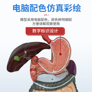 Modèle du système digestif humain ; démonstration et enseignement des glandes digestives ; cavité buccale, pharynx, œsophage, système gastro-intestinal - Product Image 4