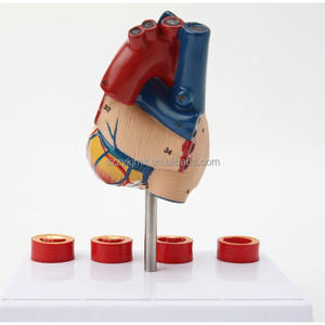 Modelo anatómico <span class=keywords><strong>de</strong></span> corazón humano <span class=keywords><strong>de</strong></span> tamaño real desmontable con trombo para ciencia médica - Product Image 6