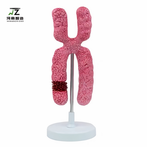 Modèle du chromosome X en PVC, modèle anatomique pour l'enseignement de la biologie au collège, expérience scientifique médicale, structure submicroscopique - Product Image 5