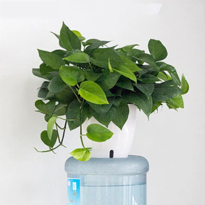 Maceta Blanca con Autorriego para Plantas Verdes y Ornamentales, Diseño Minimalista Creativo, Suministro Directo <span class=keywords><strong>de</strong></span> Fábrica para Personas con Poco Tiempo - Product Image 4