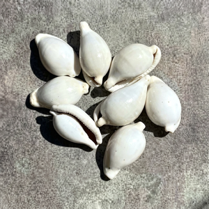 Conchas Marinas Naturales de Alta Calidad de Vietnam, Conchas de Cauri y Caracolas Pulimentadas para Manualidades y Souvenirs - Product Image 1