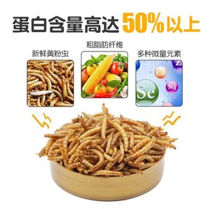 หนอนนกอบแห้ง 300 กรัม อาหารเต่าแบบไม่ทอด อุปกรณ์สำหรับสัตว์เลื้อยคลาน แหล่งกำเนิดชานตง - Product Image 4