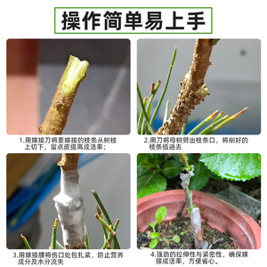 Pe Grafting Film 3cm 5cm <b>Waterproof</b> Self <b>Adhesive</b> For Fruit Tree Industrial Use - Product Image 4