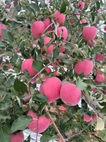 Chinese rode verse Fuji-appels groothandel leverancier met goedkope prijs verse appels rode Fuji-appels voor fruitgroothandel export