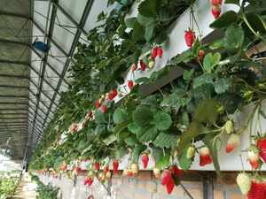 Cocopeat <span class=keywords><strong>gouttière</strong></span> de fraises en pleine croissance culture <span class=keywords><strong>gouttière</strong></span> - Product Image 3