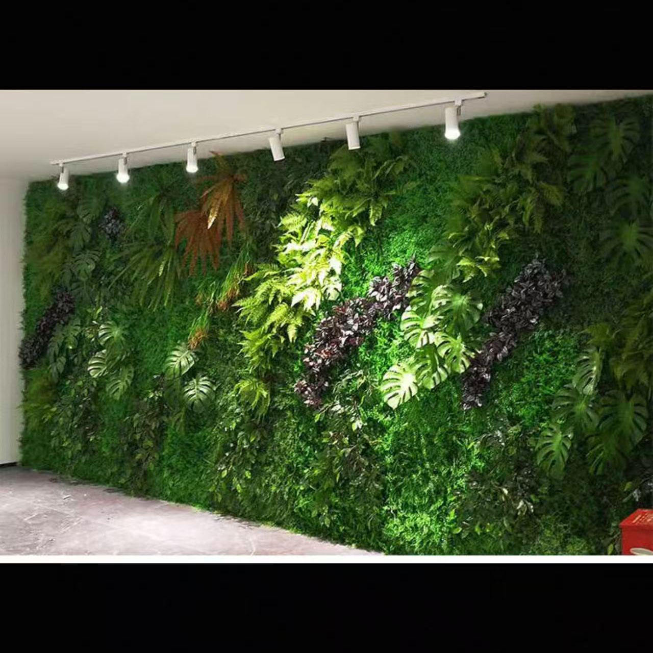 เฟิร์นหญ้าเต่ากลับ/สี่เหลี่ยม