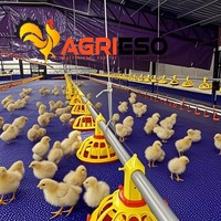 Ligne d'alimentation automatique pour volailles avec mangeoire à plateau et système de chaîne pour ferme avicole commerciale, solution clé en main