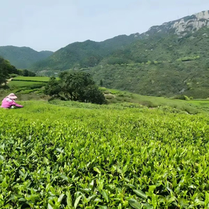 Té <span class=keywords><strong>Blanco</strong></span> Fuding Peony Pre-Qingming 2026 a Granel, Rico en Aminoácidos, Antioxidante, Fresco y Saludable para Nutrir - Product Image 6