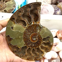 Vente en gros de dalle d'ammoniac naturelle, base en bois, fossiles de madagascar, iridescent, pierres naturelles et minéraux, spécimen pour la décoration