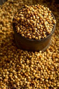 Graines de coriandre entières, épices naturelles d'Orissa, DALAI IMPEX, pour la cuisine et l'assaisonnement - Product Image 2
