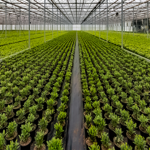 Estructura Modular de Ensamblaje Rápido, Vano y Altura Personalizables, Invernadero de Vidrio Multi-vano de Bajo Mantenimiento - Product Image 3