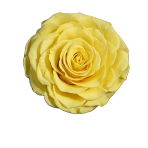 Roses <span class=keywords><strong>éternelle</strong></span>s avec fleurs er, 7/lot, Roses conservées, vente en gros - Product Image 2