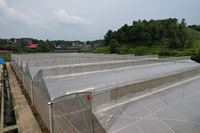 Serre hydroponique tropicale à prix réduit, grande taille, à toit en dents de scie, avec structure en acier, contrôle climatique et installation facile pour la culture de tomates