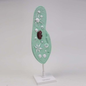 Modèle Paramecium Qinghua 33103, un modèle biologique pour les collèges et les lycées, utilisé pour l'éducation scientifique et - Product Image 1