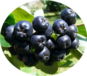 Polvo de extracto de bayas de Aronia de alta calidad, polvo de chokeberry, polvo de Aronia - Product Image 3