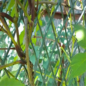 Aquaculture Plastic Flat <strong>Net</strong> - Product Image 3