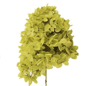 Decoración para Bodas, Panel de Pared de Hortensias Secas Hechas a Mano en 40 Colores, para <span class=keywords><strong>el</strong></span> Día de la Madre y San Valentín - Product Image 5