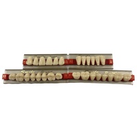 Fausses dents en résine acrylique dentaire OEM pour prothèses dentaires Dents en résine synthétique à deux couches