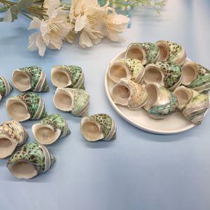 Coquille d'escargot naturelle décorative, coquille de conque à vendre-bon <span class=keywords><strong>prix</strong></span> pour l'artisanat, les bijoux, la décoration, <span class=keywords><strong>le</strong></span> cadeau - Product Image 2