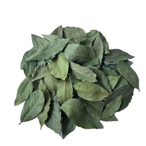 Hojas de Laurel Suministro de fábrica Alta calidad Crudo AD Primer grado Hoja de Laurel turco 4-7cm Especias secas Hierba 25kg Bolsas de PP - Product Image 6