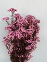 Bouquets de fleurs en gros directs d'usine fleurs de riz conservées pour l'arrangement de cadeau de décoration à la maison