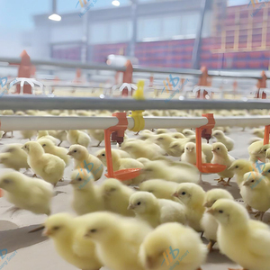 Fornitore della cina pollame sistema automatico per alimentatore di pollo - Product Image 5