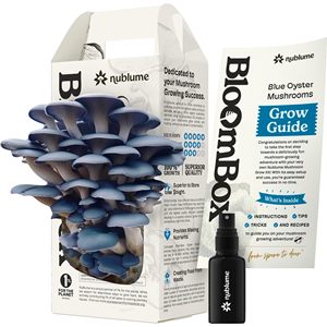 Kit de culture de champignons Blue Oyster prêt à la fructification, pour jardinage intérieur, cadeau, biologique, végétalien, substitut de viande, DIY, STEM, Science - Product Image 1