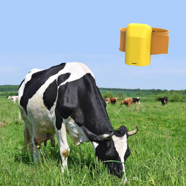 Pasture Cattle GPS tracker Leg Sensor Cow Wearable Sensor for Remote Activity Detection Monitoring