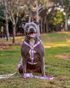 <span class=keywords><strong>2025</strong></span> 고휘도 조정 가능한 미니 개 하네스 H 자형 무료 디자인 새로운 테토론 웨빙 내구성 나일론 애완 동물 제품 공장 - Product Image 6