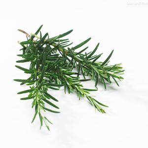 100% huile de <span class=keywords><strong>romarin</strong></span> naturelle pure approvisionnement d'usine huile de <span class=keywords><strong>romarin</strong></span> croissance des <span class=keywords><strong>cheveux</strong></span> en vrac huile essentielle de <span class=keywords><strong>romarin</strong></span> meilleur prix en gros - Product Image 4