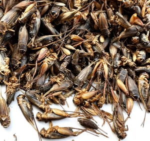 Poudre de protéines GRYLLUS BIMACULATUS de haute qualité, partiellement dégraissée, mélange alimentaire/boisson à base d'<span class=keywords><strong>insectes</strong></span> <span class=keywords><strong>comestibles</strong></span> thaïlandais, pour adultes, en sachet - Product Image 3