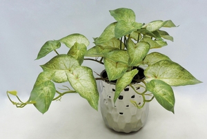 ของตกแต่งภายในบ้าน <span class=keywords><strong>ต้น</strong></span>ไม้ประดิษฐ์ หวายเทียม เถาองุ่นปลอม พลาสติกอะคริลิค ที่จับโทรศัพท์ ของขวัญวันเกิด - Product Image 4