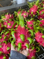 Verse Dragon Fruit (Kwaliteit A) Vers fruit uit Ninh Thuan, Vietnam (60 dagen houdbaarheid)