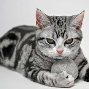 Offre Spéciale : Jouets Écologiques pour Chats en Laine 100% avec Boules et Disques à Laver - Product Image 1