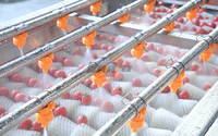 Parallelle borstelrol wasmachine voor tomaten, courgettes, komkommers, aubergines, aardappelen en wortelen.