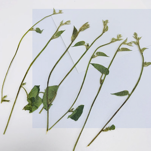 <span class=keywords><strong>Ipomoea</strong></span> con ramas Scrapbooking resina epoxi planta Natural ecológica flor prensada Real para marco - Product Image 3