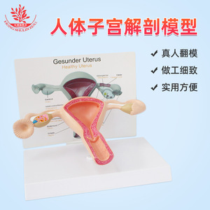 Modelo de anatomía ovariana, material de PVC, modelo de demostración de anticoncepción femenina, modelo de útero femenino humano normal - Product Image 2
