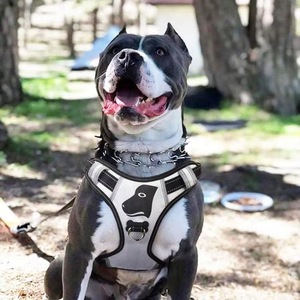 Harnais de soutien pour chien K9 homologué BSCI, avec sangles réglables, pour un confort optimal et un meilleur maintien. - Product Image 6