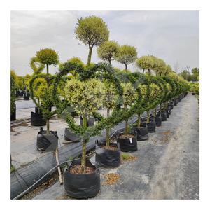 HOKBG-Sac de culture en plein air pour le jardin, gros, extérieur, 45, 50, 60, 200 gallons, PP tissé, plantes noires - Product Image 1