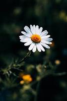 Bunga Chamomile Alami Kelopak Bunga Herbal Kering Berkualitas Tinggi Bahan Aromatik Bunga Kaya Ekstrak Tumbuhan Alami