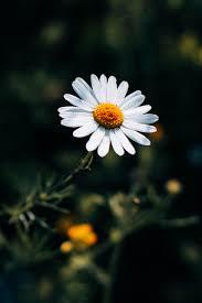Natural Chamomile Flowers <b>Dried</b> Herbal Flower <b>Petals</b> High Quality Aromatic Floral Ingredient Rich In Natural Plant Extract - Product Image 3