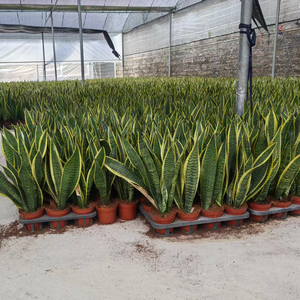 Planta de Orquídea Tigre Natural, Real y Viva, Venta al por Mayor de Fábrica, Bonsái, Planta Serpiente Verde Amarilla, Decoración para Interiores, Hogar y Oficina - Product Image 4