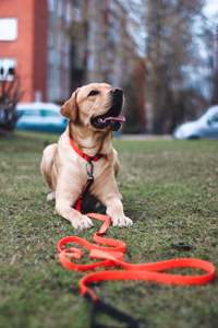 Venta al por mayor de lujo de moda ajustable suave PVC perro <span class=keywords><strong>Collar</strong></span> etiqueta de nombre impermeable manos libres hebilla Correa patrón sólido remache mascotas - Product Image 6