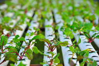 Système de tuyauterie hydroponique NFT en PVC, canal hydroponique épaissi pour la plantation en serre