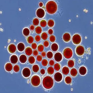 GMP標準高品質食品グレード100% 天然アスタキサンチンヘマトコッカスPluvialisエキス液体固体抽出粉末 - Product Image 3